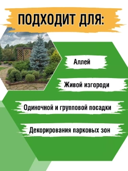 Саженец Ель колючая (голубая)