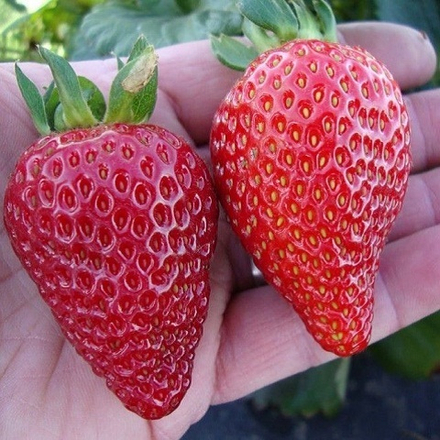 Земляника садовая ремонтантная Альбион, ранняя