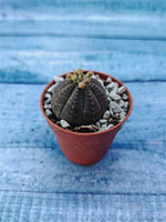 Суккулент Euphorbia Obesa (Эуфорбия)