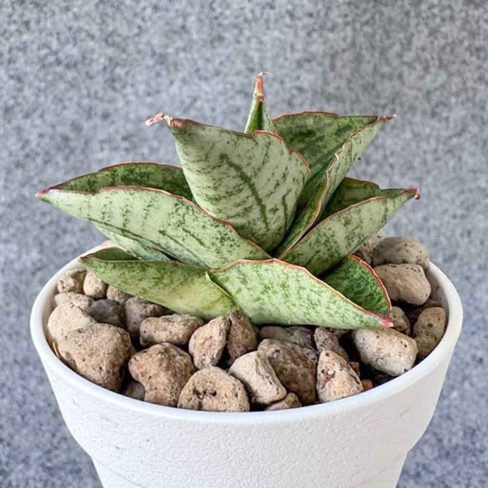 Сансевиерия MARIHANNA