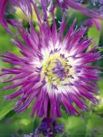 Георгин кактусовидный Веритейбл