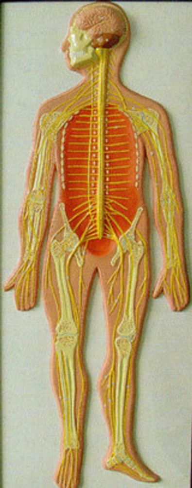 Модель барельефная «Нервная система»