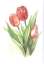 Альбом для раскрашивания полноцветный. Раскраски