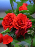 Роза плетистая Лилиана