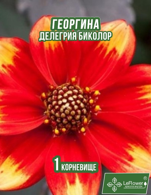 Георгина Корневище, Делегрия Биколор, 1 шт