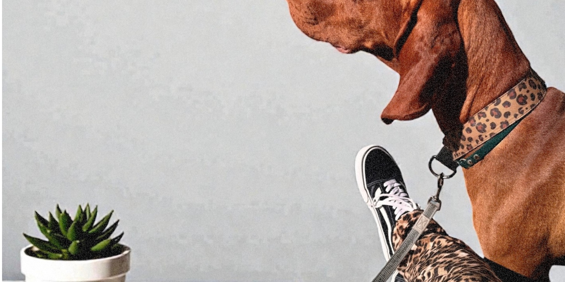 Фэмили лук — это просто