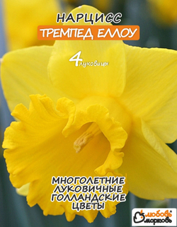 Нарцисс Луковица, Трампэт Йеллоу, 4шт