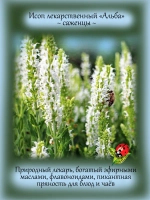 Исоп Альба лекарственный