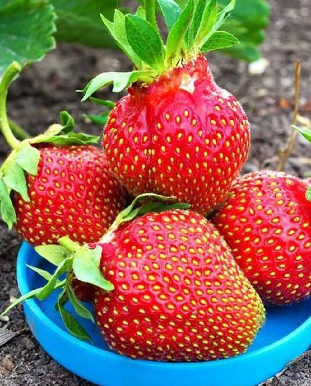 Клубника Царица