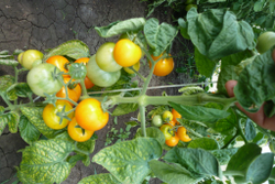 Помидоры — Ola Polka – Оля Полька