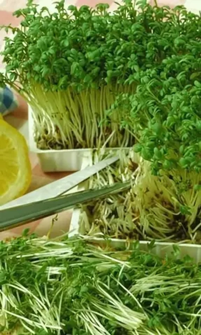 Семена Кресс-салат Забава (Марс) Б/П