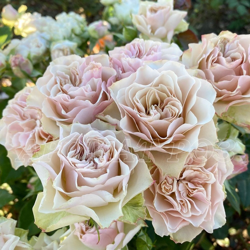 Бурбон Стрит (Bourbon Street)