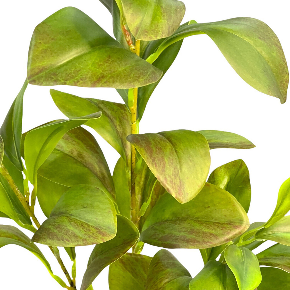 Пеперомия ветка 70 см