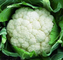 ФОРТАЛЕЗА F1 семена капусты цветной (Seminis | Alexagro)