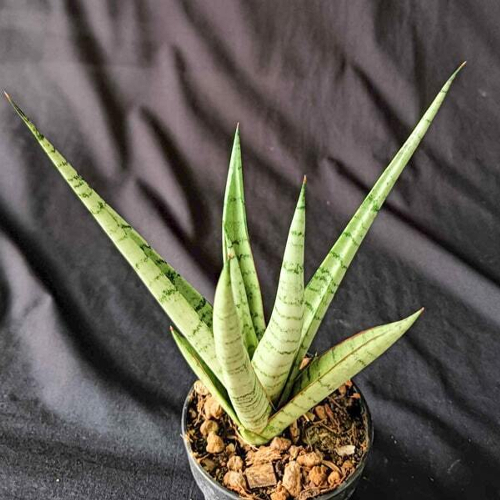 Сансевиерия GIULIETTA