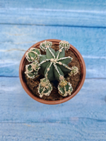 Astrophytum Myriostigma "Hakujo Fukuryu" (Астрофитум)