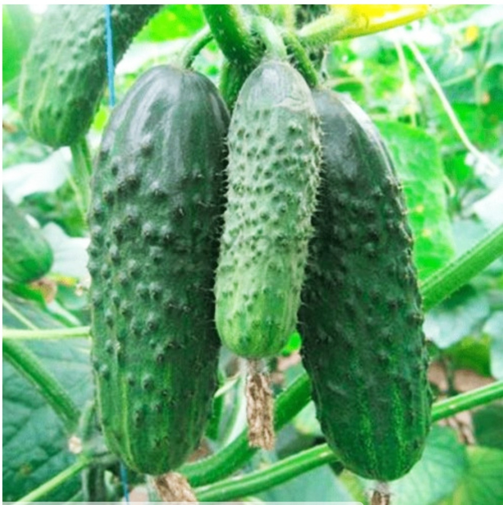 Огурцы Бьёрн F1 - Bjorn F1 1000 семян