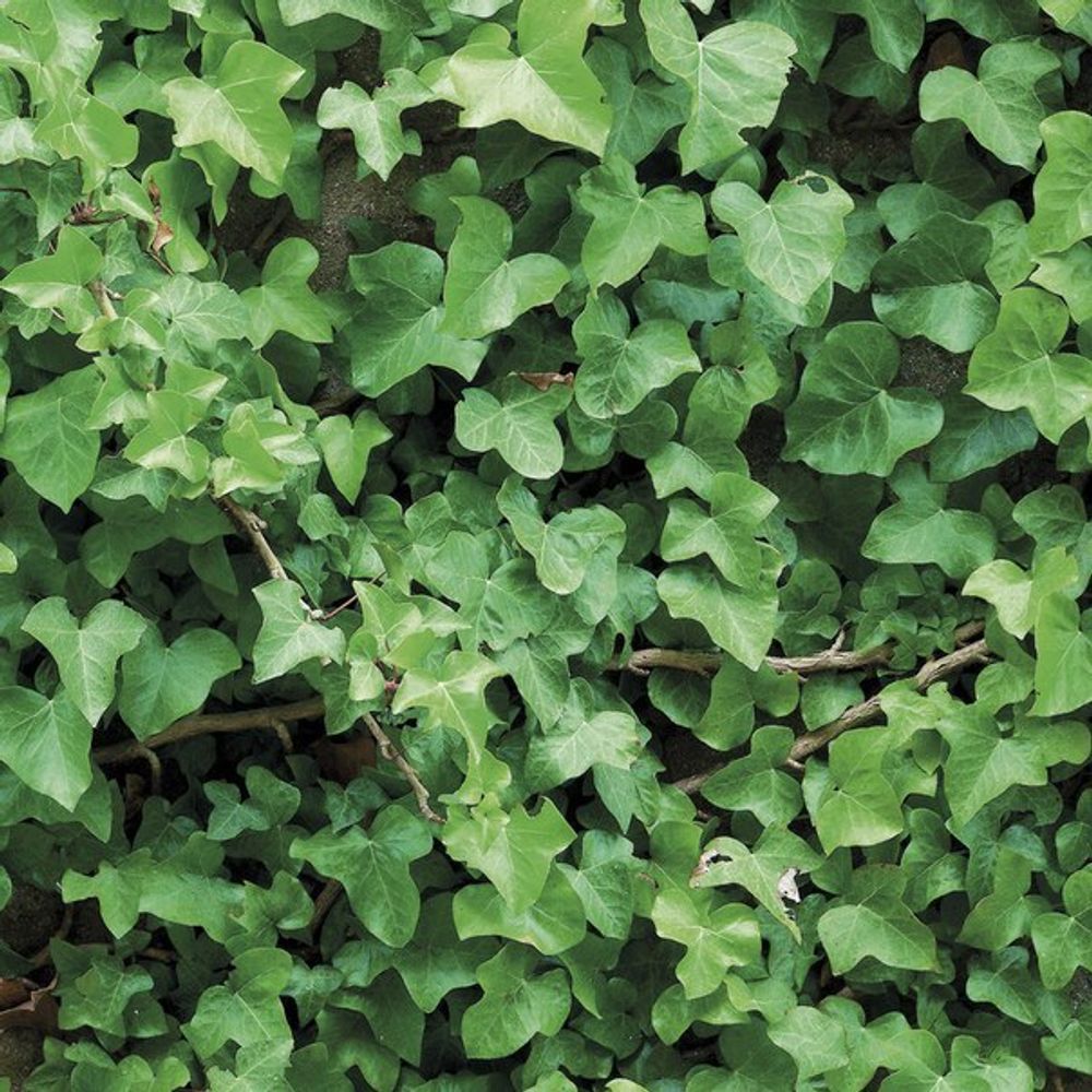 Вьюны 184x254 см