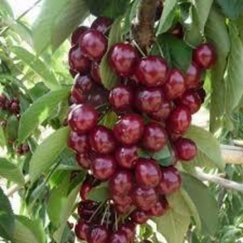 Черешня Сильвия (пирамидальная)