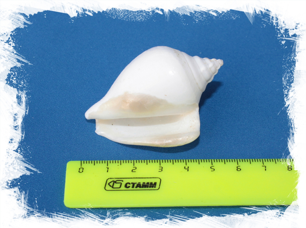 Стромбус Канариум отбеленный, 4-6см, 1шт