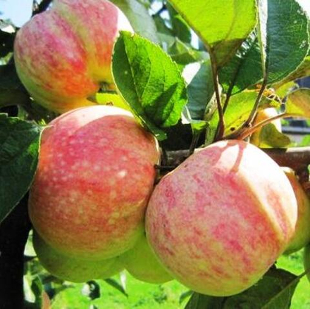 Яблоня Конфетное летнее