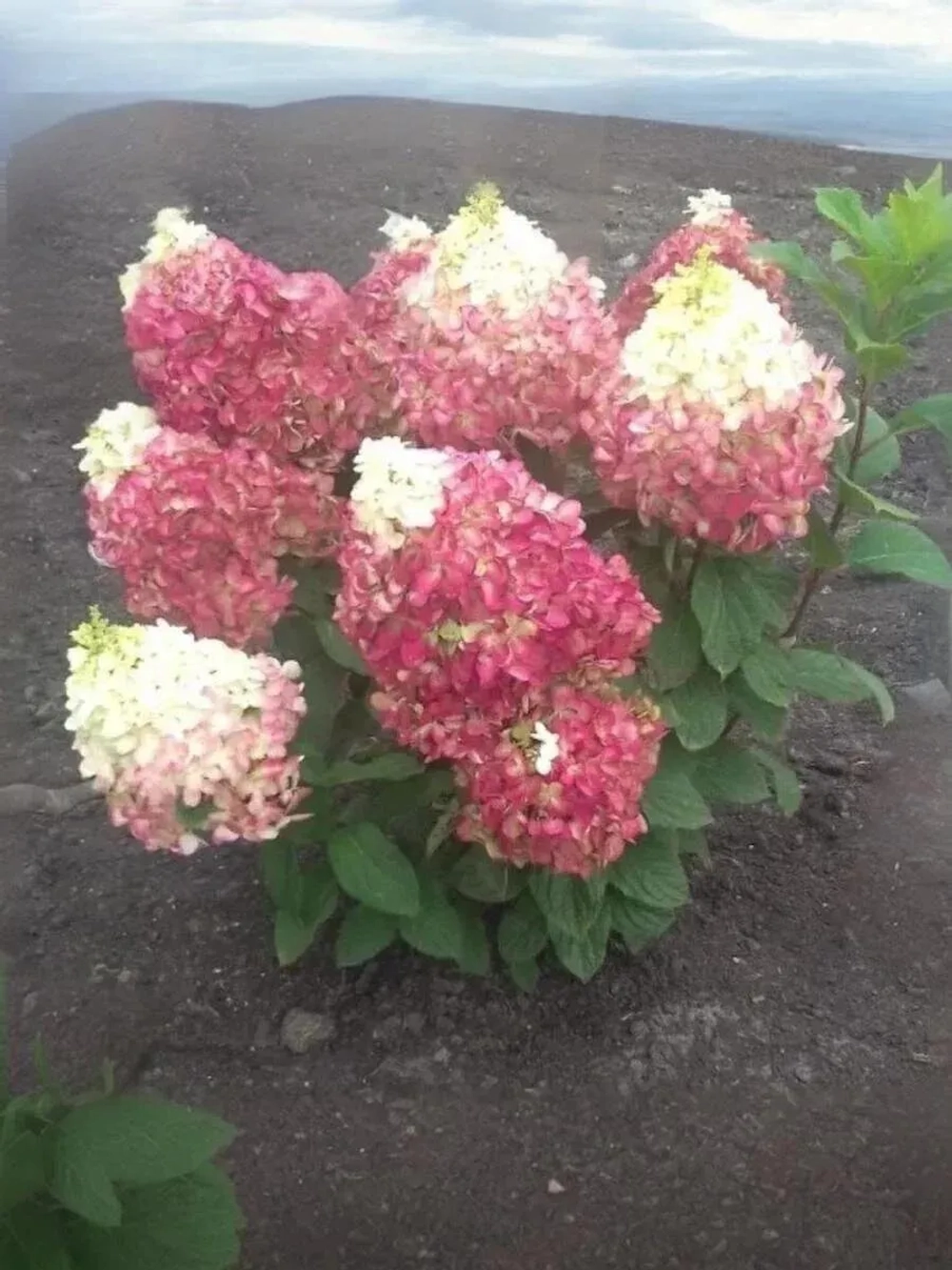 Гортензия метельчатая Колорфул Коктейль