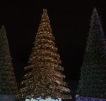 Светодинамическая елка ствольная - встроенная гирлянда: Теплый свет - "Таежная" от 11 до 21 м