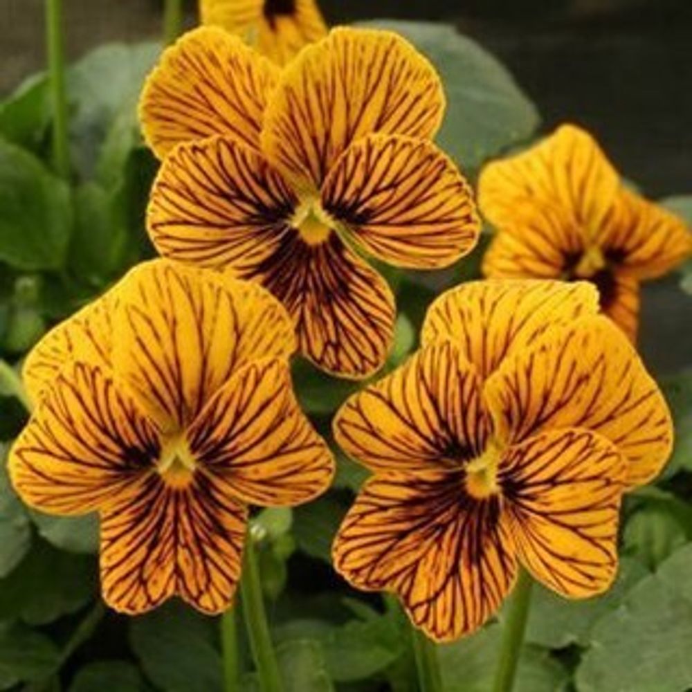 Фиалка рогатая Тигровая