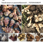 Топинамбур клубни