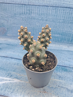 Tephrocactus Molinensis (Тефрокактус)