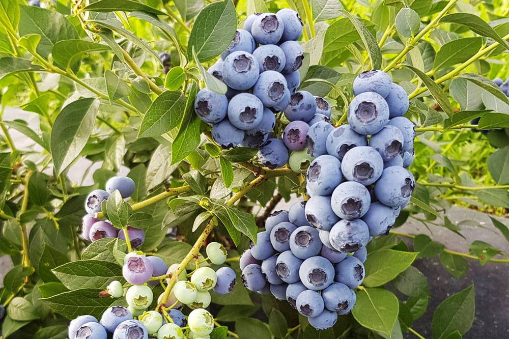 Голубика садовая "РЕКА"