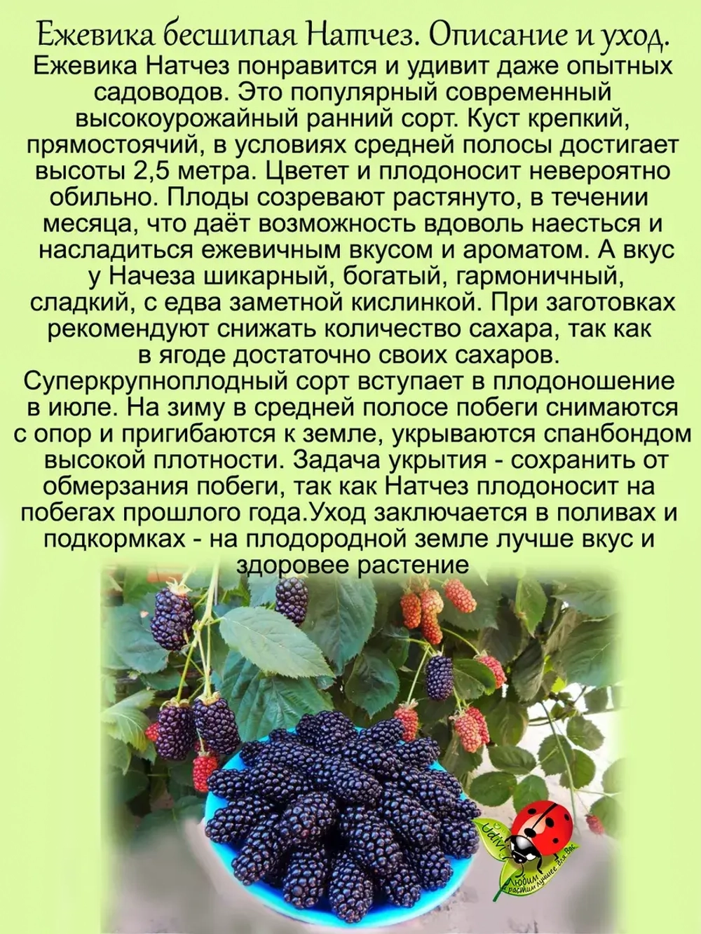 Ежевика Натчез бесшипая сладкая крупноплодная