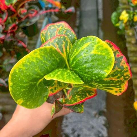 Кротон MUKDAHAN