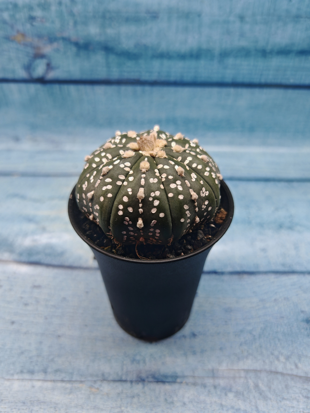 Astrophytum Asterias (Астрофитум)