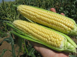 Кукуруза Свит Наггет F1 (50шт)  Витагрин Профи