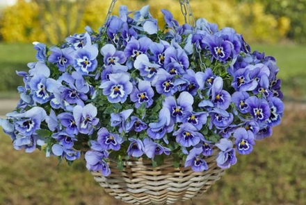 Виола ампельная Топ Вейв Марин МАРТ Рассада ОКС