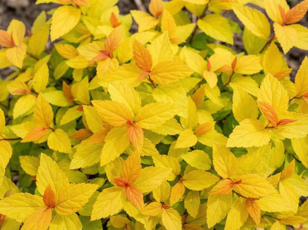 Спирея японская «Golden Princess»