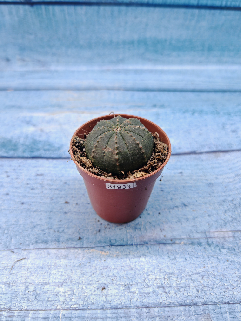 Euphoria Obesa (Эуфорбия)