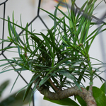 Готовый флорариум бонсай Подокарпус Цефей с озером