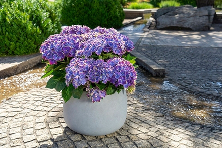 SWITCH FAYETTE/ФАЙЕТ (Стандарт поставки Р9)2025г.