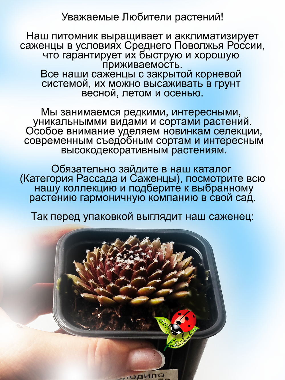 Молодило красное Палисандер каменная роза суккулент