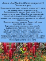 Люпин Оттенки красного многолетний