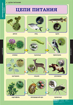 Комплект таблиц "Окружающий мир 3 кл."; 15 таблиц