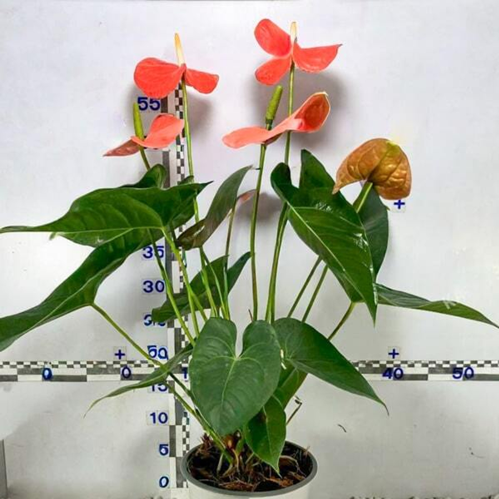 Антуриум Андрэ NEBRASKA