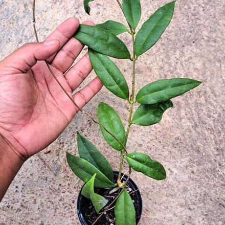 Хойя DANUMENSIS SSP AMARII