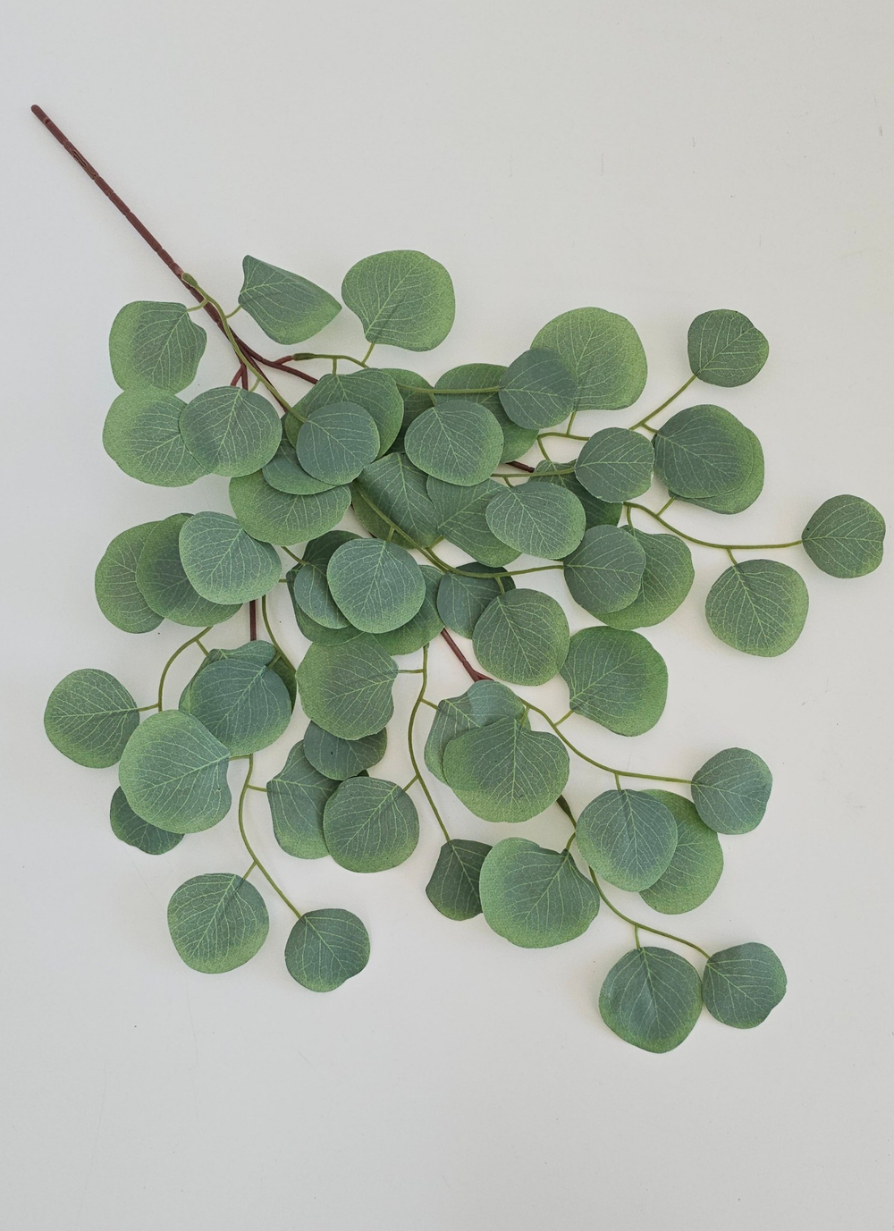 Эвкалипт светлый / Арт 1056