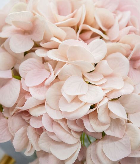 Гортензии светло-розовые, Cote Noire