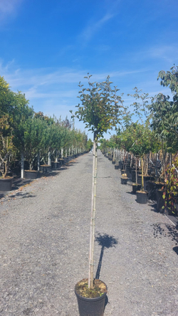 Сирень мейера Палибин штамб Закупка М66 апрель 2026