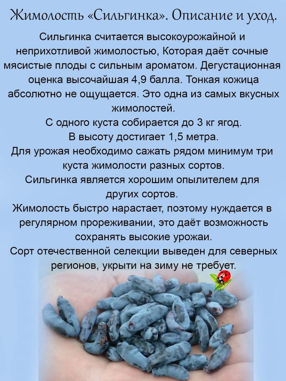 Жимолость Сильгинка съедобная