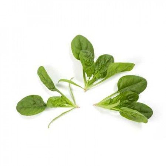 Зебу F1 семена шпината (Rijk Zwaan / Райк Цваан) продукт – фото 3